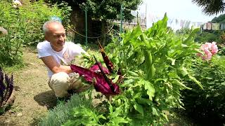 Video 222  Che puzza questo fiore Dracunculus vulgaris [upl. by Tannenbaum988]