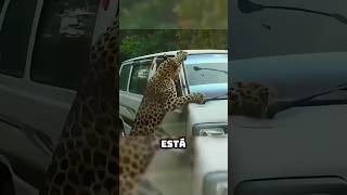 🐆🆚🚐 Jaguar petenero vs Microbus EseMajeEngasado LaCarpetaDeLosVergazos youtube shorts [upl. by Nahaj]