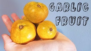 Garlic Fruit Garcinia spicata  Weird Fruit Explorer Ep 230 [upl. by Kanya]