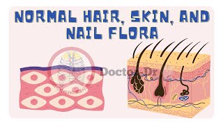 Human Skin Microbiome  Normal Flora of Hair Skin and Nail [upl. by Bouchier]