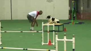 Minnie running an AKC Excellent Standard agility course [upl. by Eilsel401]