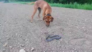 Rhodesian Ridgeback vs Snake [upl. by Ifar111]