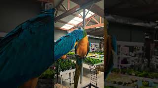 Loving Macaw Parrots [upl. by Aicac]