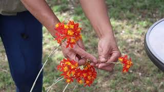 How to care for Epidendrum [upl. by Lebasiram]