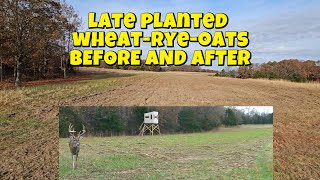 Missouri Ozarks LATE fall food plot updatesWas it worth it [upl. by Quick]