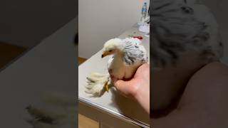 El pollo más lindo de este día shortvideo gallinas crianza [upl. by Weissman]