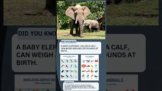 shorts activitybooks didyouknow elephant childrensliterature creativekids [upl. by Kearney]