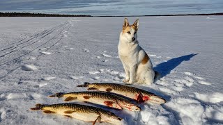 Kalaonni kääntyy [upl. by Legra]