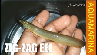 zig zag eel  spiny eel  Tire Crack eel Mastacembelus armatus  eel for your fish tankaquarium [upl. by Bowe]