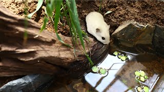 ep8 Making a Pond in True Naturalistic Hamster TERRARIUM Cage no wood bedding [upl. by Giffard]