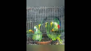 Blue fronted amazon breeding [upl. by Ardied]