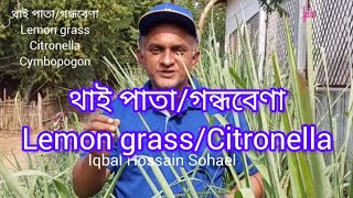 থাই পাতাগন্ধবেণাLemon grassCitronellaCymbopogon plants botany plantmedicine lifecraftiqbal [upl. by Dnalor]