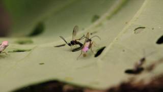 Cotesia vestalis attacking on DBM larva [upl. by Anatolio]