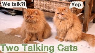 Two Talking Cats  Conversation Cats  1 [upl. by Fanchon464]