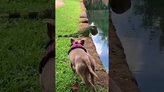 dog doglover dogs dogshorts pets viralshort animals wildlife video [upl. by Philan]