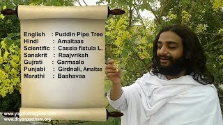 HOW TO USE AMALTAS IN DAILY LIFE  PUDDIN PIPE TREE CASSIA FISTULA BENEFITS BY NITYANANDAM SHREE [upl. by Sivra]