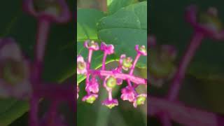 やっと秋！ ③  1 ヨウシュヤマゴボウ！ Pokeweed [upl. by Demetrius136]