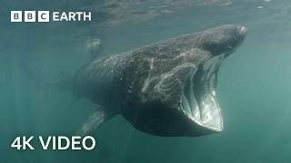 Where Do These Ocean Giants Disappear To  North Atlantic The Dark Ocean  4K UHD  BBC Earth [upl. by Gessner]