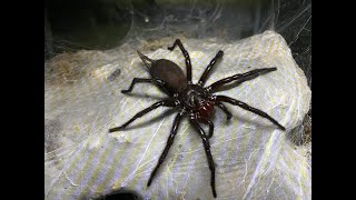 Giant Japanese Funnel Web Pairing [upl. by Onitselec931]