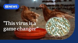 Experts fear the worst is yet to come if the H5N1 strain of bird flu arrives in Australia  ABC News [upl. by Olonam]