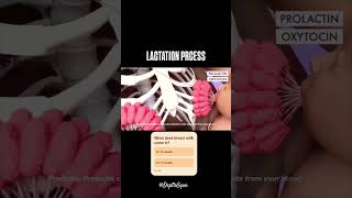 Lactation process 3D animation video Ans the question ⁉️ncertbiologyneet2025neetexamshorts [upl. by Tu437]