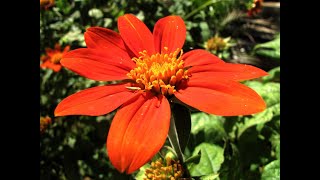 1249  Full information  Tithonia  Mexican Sunflower  How to grow amp care Tithonia [upl. by Ateiram]