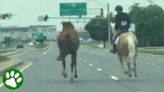 16yearold girl chases horse on highway [upl. by Grochow]