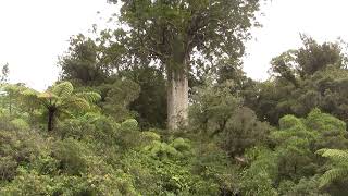 Kauri Tree Coromandel Каури Хребет Коромандел 703sp [upl. by Alletnahs]