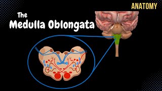 Medulla Oblongata Anatomy  External amp Internal White amp Grey matter  QUIZ [upl. by Terriss]