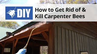 How to Get Rid of amp Kill Carpenter Bees [upl. by Vernon]