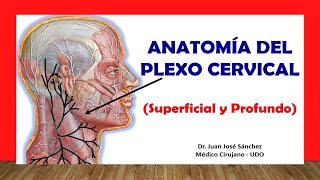 🥇 PLEXO CERVICAL Anatomía Superficial y Profundo Fácil Rápido y Sencillo [upl. by Seugram]