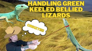 How To Handle And Tame Green Keeled Bellied Lizards Gastropholis prasina [upl. by Placida]