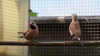 Longtailed Finches introduced in the aviary [upl. by Ennad]