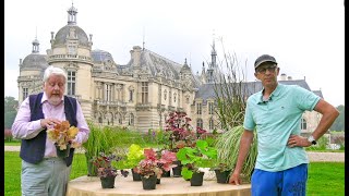 PLANTES VIVACES POUR L’AUTOMNE  LES COUPS DE CŒUR D’UN PRODUCTEUR PASSIONNÉ Saga Chantilly 1 [upl. by Artek951]