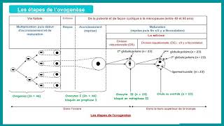 lovogenèse [upl. by Septima52]