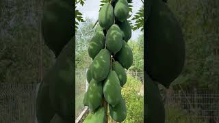 Full of papayas gardening thailand papaya [upl. by Kaia]