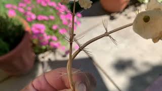 A How to on Lets Harvest Lavender Stock and Bells of Ireland for next season [upl. by Alburga]