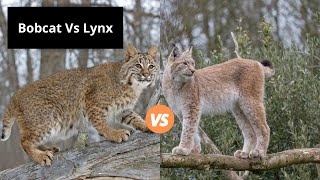 Bobcat Vs Lynx  Learn the Difference [upl. by Inor]