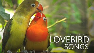 Lovebird Sounds  Parblue and Euwing Opaline Feb 2023 [upl. by Sakram457]