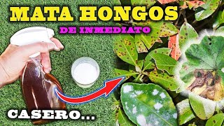 SOLUCIÓN DEFINITIVA a los HONGOS con este FUNGICIDA CASERO para plantas [upl. by Namra775]