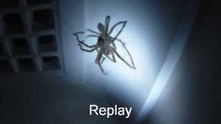 Huntsman Spider Jumps On My Head [upl. by Miehar]