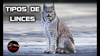 TIPOS DE LINCES QUE EXISTEN Linces gigantes [upl. by Anialram]