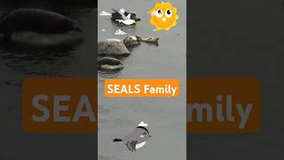 The Joyful Seals A Swimming Family Adventure [upl. by Aneertak]