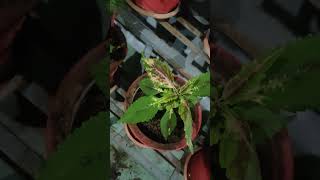 Coleus collectionColeus cuttings rooting fast in rainy season [upl. by Rayna]