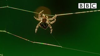 Amazing spider baffles scientists with huge web  The Hunt  BBC [upl. by Aurelea]