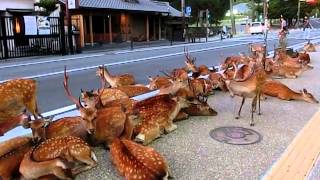 Horde of deer occupying the road at Nara 奈良公園の鹿達、道路を占領して涼を取る [upl. by Head]