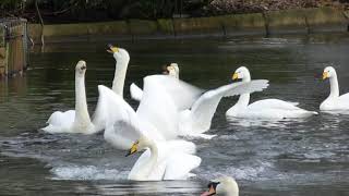 Whooper swans whooping up a storm [upl. by Liss]