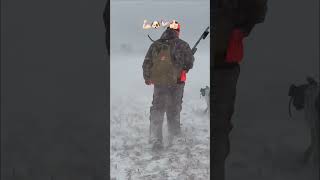 ND Pheasants legendary pheasanthunting pheasant hunting birdhunting birddog hunt uplander [upl. by Ylak941]