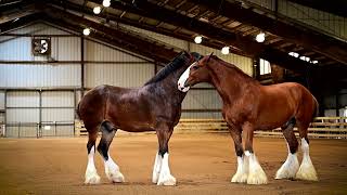 Budweiser Clydesdales  Frying Pan Farm Park [upl. by Shaylyn]