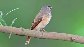 Ferruginous Flycatcher at Singapore Botanic Gardens Nov 15 2024 [upl. by Ahsemrac309]